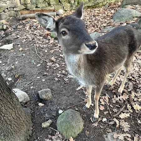Здравен курорт комплекс ливадите
